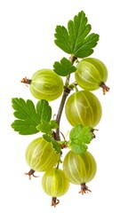 Green gooseberry cluster on twig with foliage, isolated on white background, macro detailed