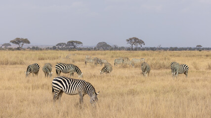 Fototapeta premium Iconic shot of Zebra herd in Amboseli National Park in Kenya Africa KEN