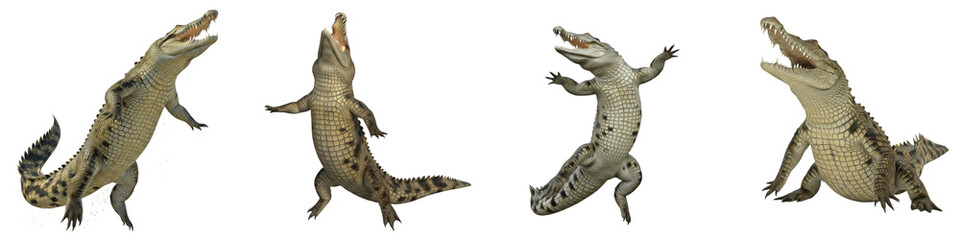 Obraz premium Set of Realistic Nile Crocodile Poses and Alligator Reptile Action PNG