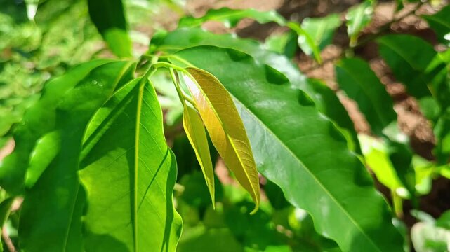Ashoka tree green leaves nature background