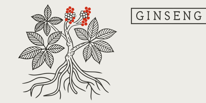 Illustration of ginseng plant with detailed leaves roots and red berries
