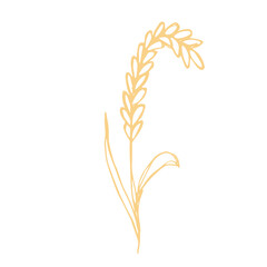 Hand drawn cereal wheat oat rye barley rice ears spikelet clipart Organic wheat bread agriculture farming harvest healthy food Single element for print packaging label design decor