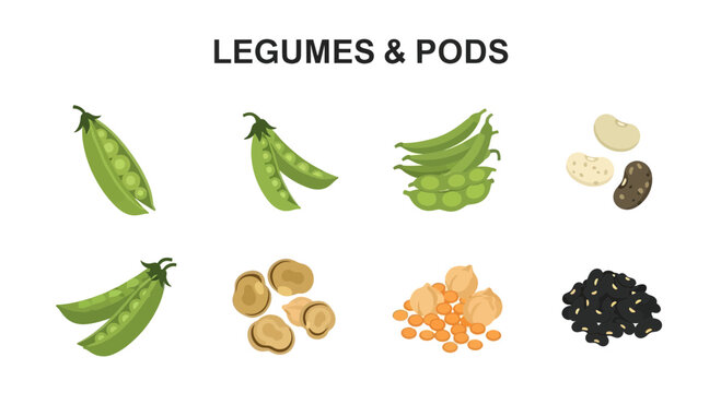 Illustration showing various legumes and pods including peas edamame fava beans chickpeas lentils and dried beans