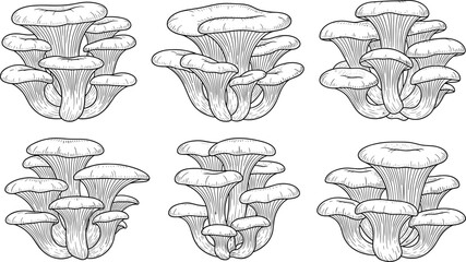 Oyster mushroom cluster line art illustration set, hand drawn botanical engraving style fungi collection isolated on white background