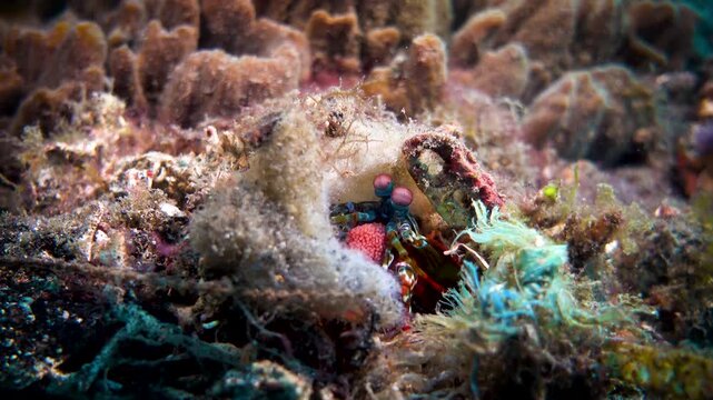Mantis shrimp guarding pink eggs in reef burrow, macro shot of peacock mantis shrimp with vibrant eyes