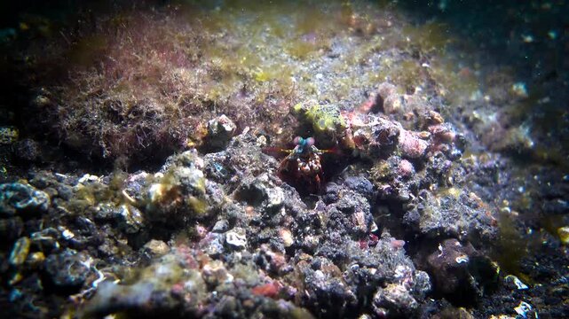 Mantis shrimp guarding pink eggs in reef burrow, macro shot of peacock mantis shrimp with vibrant eyes