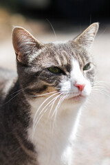 Obraz premium gray and white striped tabby cat looks into distance for portrait with a blurred background