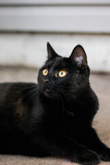 black cat with bright orange eyes looks up in portrait with blurred white background