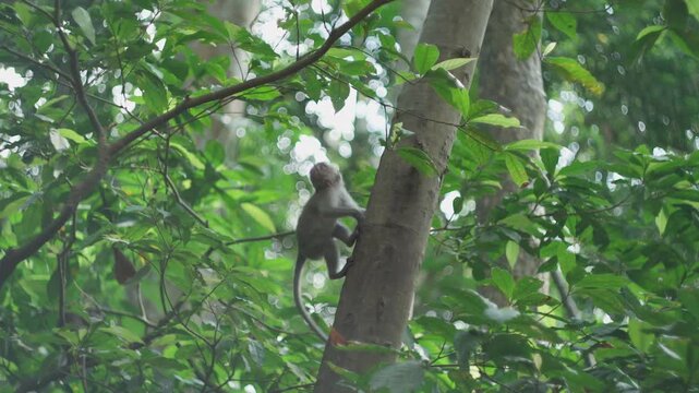 Wild macaque monkey jumps onto a tree branch and eats leaves in monkey forest Asia