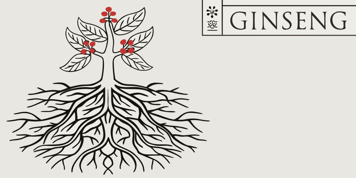 Detailed illustration of a ginseng plant with visible roots and red berries