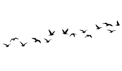 Grunge ink flock of birds vector set flying in the sky hand-drawn line illustration © Sheikh