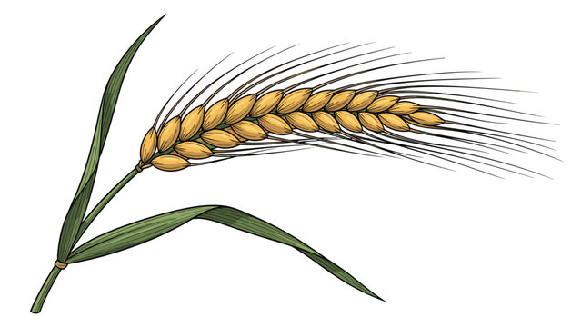 Detailed illustration of single ear of golden wheat with long green leaves and awns showcasing natural cereal grain structure.