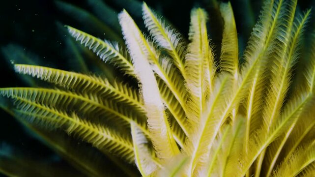 Graceful and delicate yellow feather duster tube worm opening, macro shot of fragile filter feeding tentacles in tropical reef