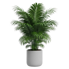Obraz premium Potted palm tree isolated on transparent background