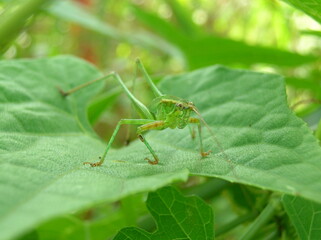 Green Katydid or Long-horned Grasshopper on leaf © HectorE