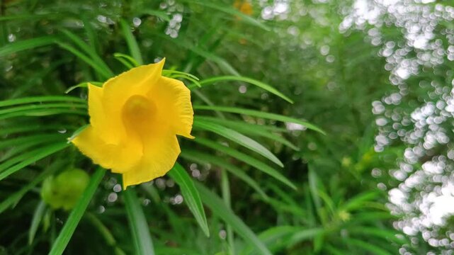 Yellow oleander flower on tree