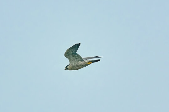 Peregrine Falcon