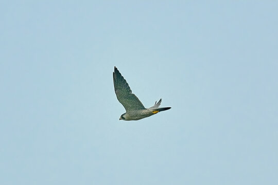 Peregrine Falcon