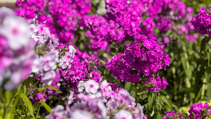 Fototapeta premium Lush bushes of pink phlox paniculata in the summer garden, bright flowering of ornamental plants in the sun, floral background and landscaping.
