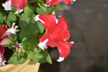 A vibrant red and white bicolor Petunia blooming in a garden pot. The trumpet-shaped flowers and velvety green leaves are captured in bright, natural sunlight