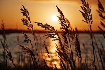 Silhouette of plants with sun setting over a lake creating orange glow
