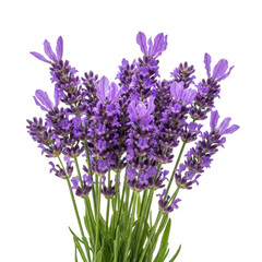 Obraz premium Beautiful lavender flowers bouquet isolated on transparent background