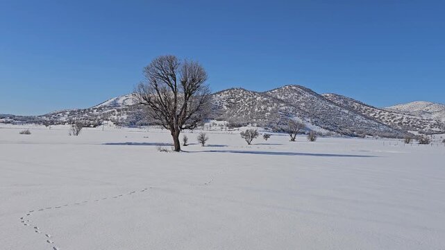 Solitary tree standing in a snowy plain with distant hills under a clear blue winter sky.  
📍Marivan, Kurdistan 