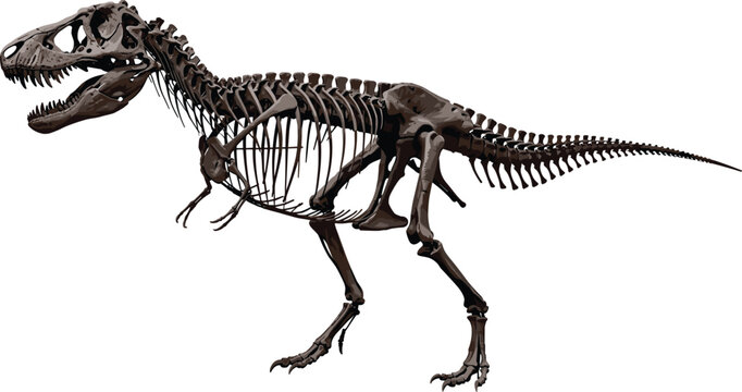 Tyrannosaurus Rex Dinosaur Skeleton Illustration Side View with Detailed Bones Prehistoric Fossil Anatomy Vector for Science, Education, and Museum Designs