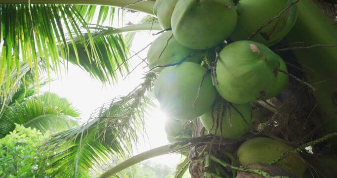 Green coconut tree forest leaf with sun light tropical forest background