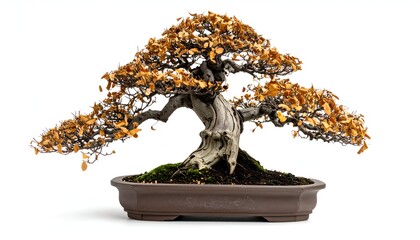 Bonsai tree with dried brown leaves in a ceramic pot against a stark white background