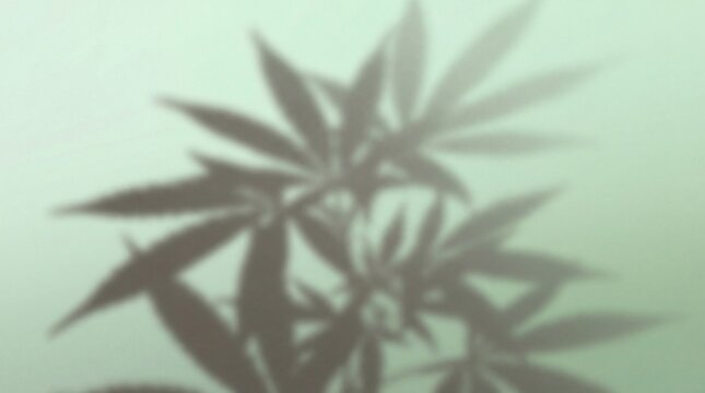 Shadow of cannabis leaves on a light green background creating a serene and natural ambiance.