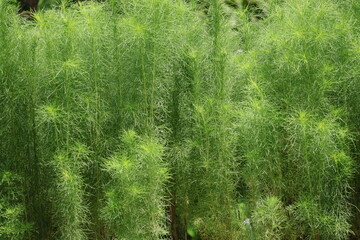 Fototapeta premium Amsonia hubrichtii, Arkansas plant leaves. Arkansas blue star