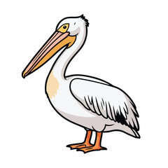 White Pelican Bird Cartoon Illustration.