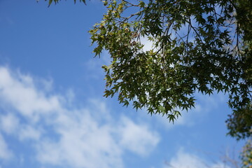 青空に映える新緑の若葉