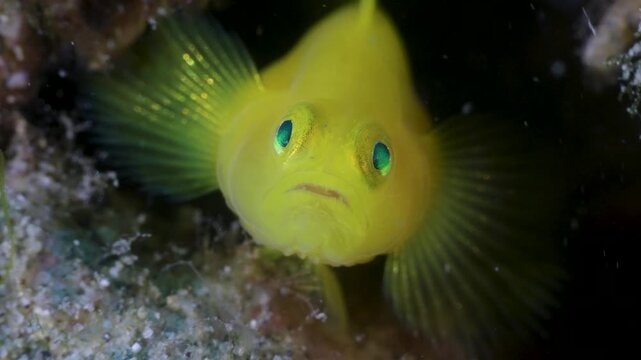 Cute and relaxing macro shot of tiny yellow goby fish in reef, healing and peaceful portrait of vibrant tropical goby in wide sea