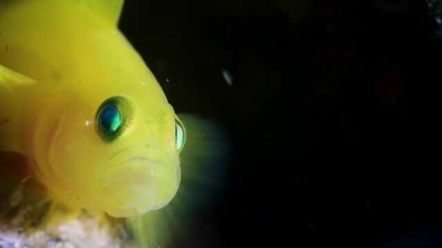 Cute and healing macro shot of tiny yellow goby yawning, relaxing and peaceful slow motion of vibrant fish in tropical reef