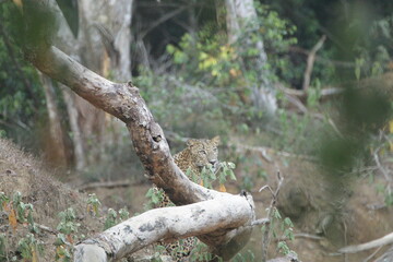 Fototapeta premium Sri Lankan Leopards in Wilpattu National Park, Sri Lanka 