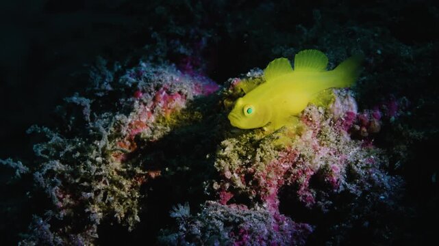 Cute and relaxing macro shot of tiny yellow goby fish in reef, healing and peaceful portrait of vibrant tropical goby in wide sea