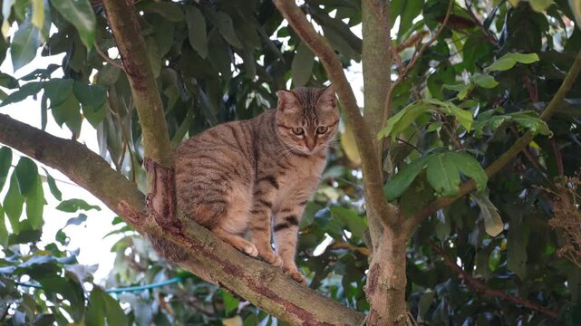 A tabby cat perched on a tree branch, surrounded by dense green foliage, looking alert and observant.