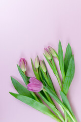 Wiosenny bukiet tulipanów w pastelowych odcieniach, miejsce na tekst. © Elżbieta Kaps