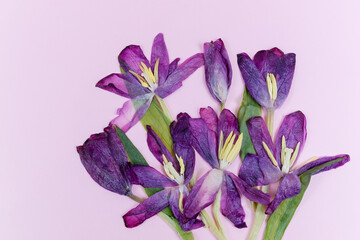 Fioletowe tulipany, bukiet na jasnym rózowym tle z miejscem na tekst. © Elżbieta Kaps