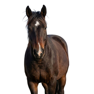 Dark bay horse standing front view with white star marking, studio cutout, Isolated on transparent background, png
