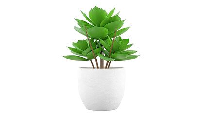 Fototapeta premium Green Plant in White Pot