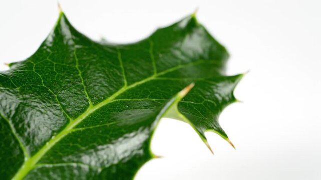 Elegant macro shot of vibrant green holly leaves on a clean white background