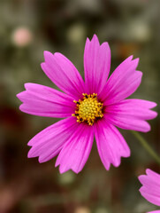 Fototapeta premium Pink cosmos flower close-up at Xiliu Lake Park Zhengzhou