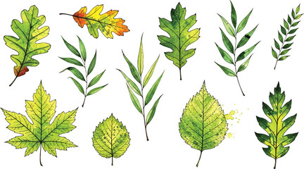 Various green and yellow leaves on white background