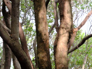 Obraz premium A tree with a lot of branches and leaves