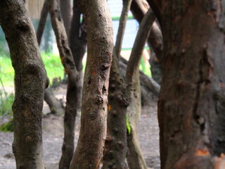 Obraz premium A group of tree trunks with a few of them having bark missing