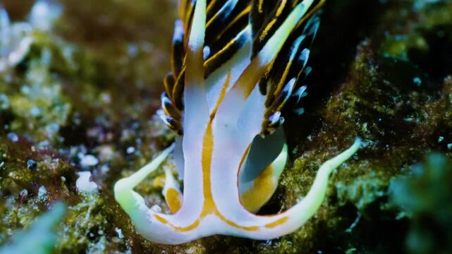 Elegant and healing macro shot of Caloria indica nudibranch with colorful stripes, graceful sea slug crawling in tropical reef