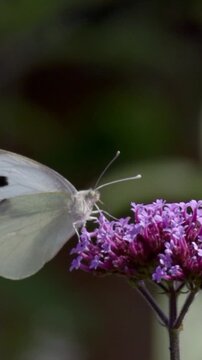 Close-up of butterflay 